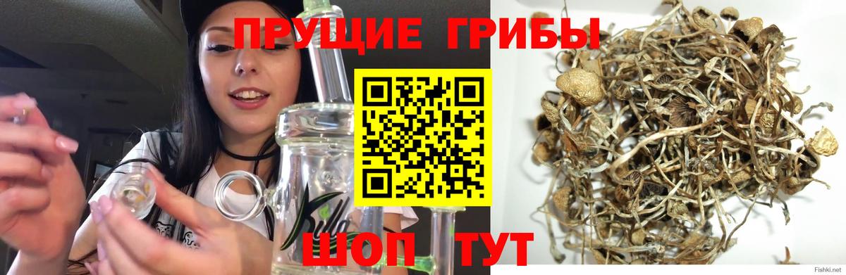 Псилоцибиновые грибы Cubensis  купить наркотик  Маркс  Вход с VPN 